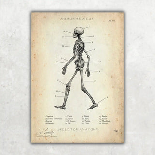 Animus Medicus Skelett Anatomie – A1