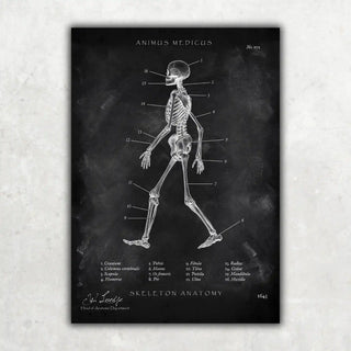 Animus Medicus Skelett Anatomie – Chalkboard – A1