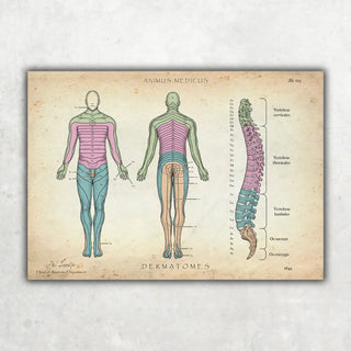 Animus Medicus Dermatome – A1