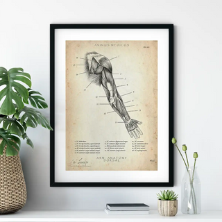 Animus Medicus Arm Anatomie dorsal (Copy for AR Test – Framed No Border) – A1